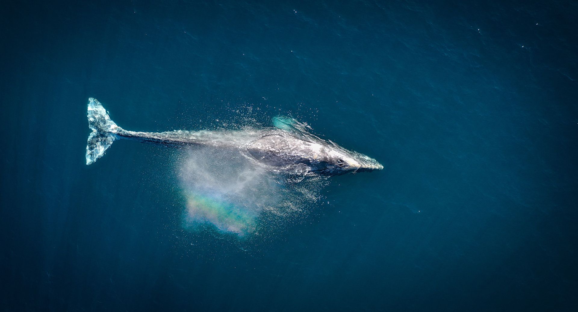 The best documentaries about oceans | Orca