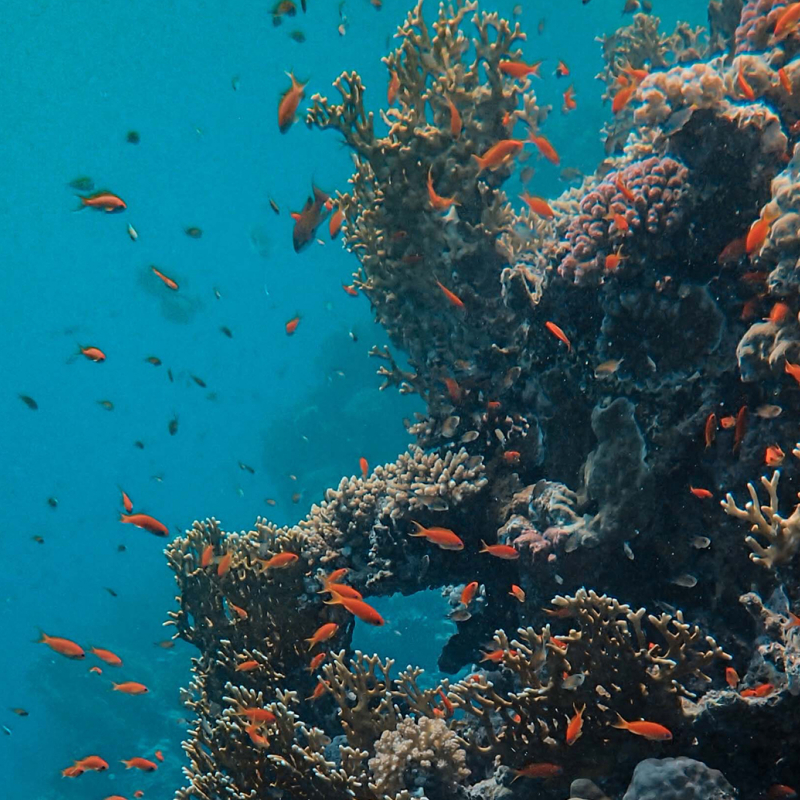 Eight important animals of the great barrier reef | Orca