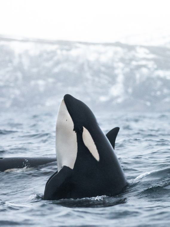 La caza de ballenas en noruega daña a las ballenas y amenaza a nuestro planeta