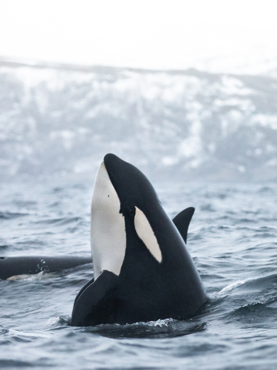 Pourquoi la chasse a la baleine en norvege nuit-elle non seulement a l’espece en question, mais eg