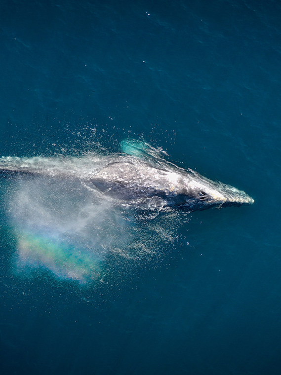 Les meilleurs documentaires sur l’ocean