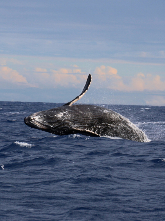 Pensar globalmente, actuar localmente